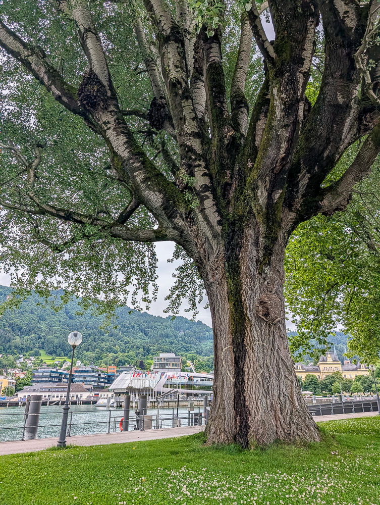 Bregenz mit Kindern erleben - Tipps und Ausflüge rund um das Jufa Hotel am Bodensee - Promenade Bregenz