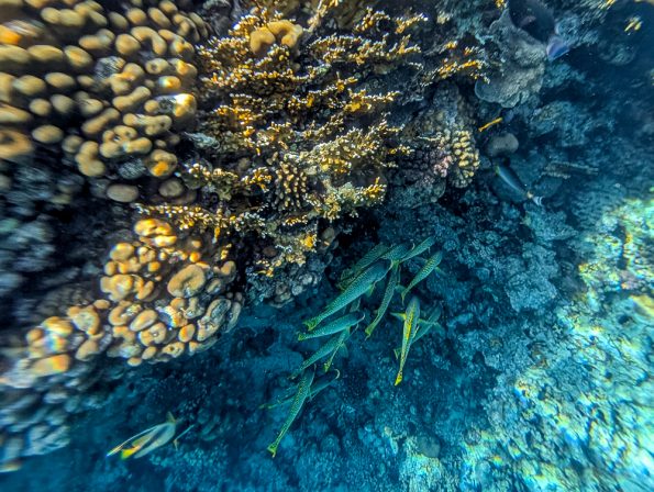 Corendon Direktflug nach Sharm El Sheikh, unser Erfahrungsbericht