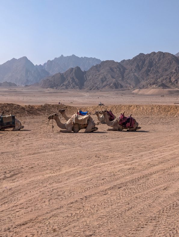 Rixos Radamis Sharm El Sheikh - Unser 4-Tage-Erlebnis zu zweit - Sinai Wüste