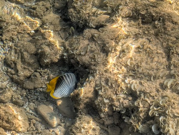 Rixos Radamis Sharm El Sheikh - Unser 4-Tage-Erlebnis zu zweit