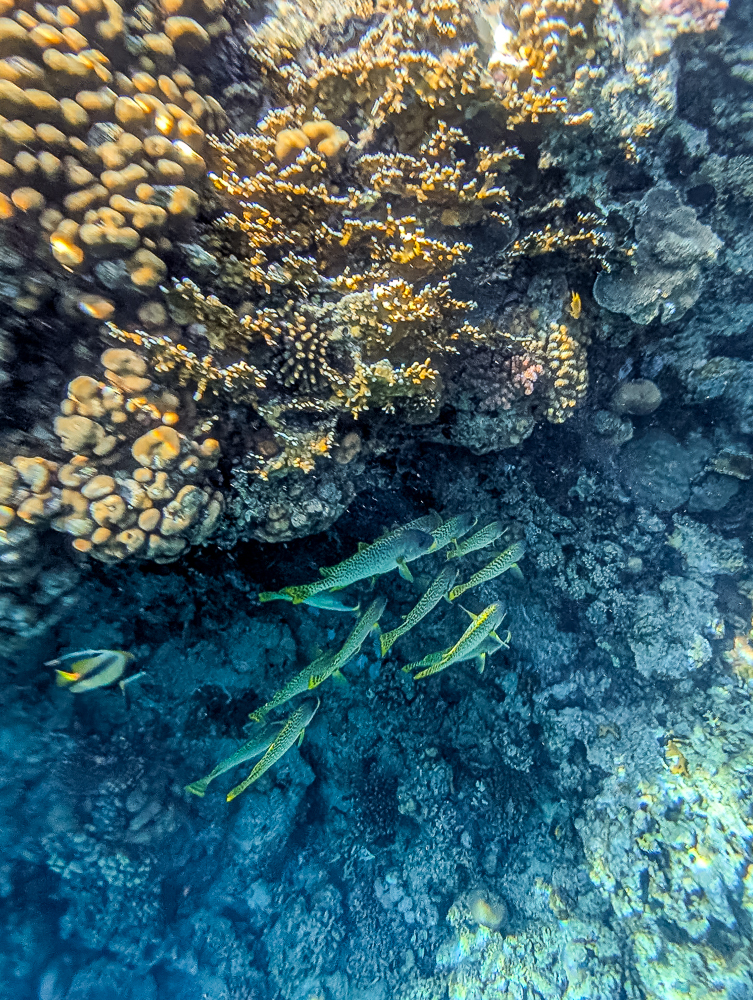 Aktivitäten in Sharm El Sheikh_Die schönsten Ausflüge, Erlebnisse und Tipps - Schnorcheln am Roten Meer