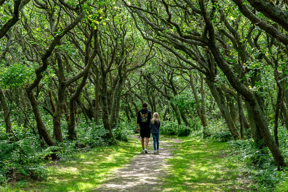 Natururlaub Deutschland mit Kindern Wald