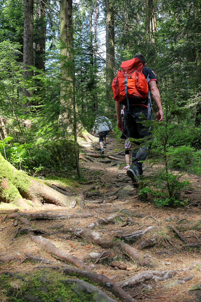 Unterwegs zum Hochmoor Kaltenbronn mit Kindern