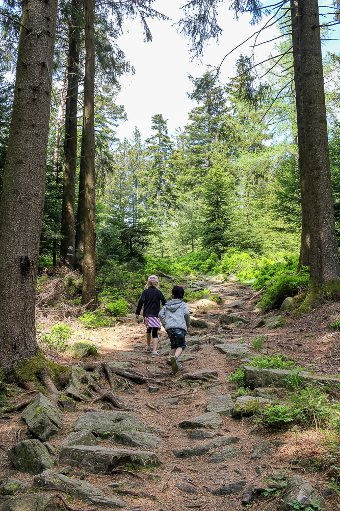 Kinder wandern durch den Schwarzwald