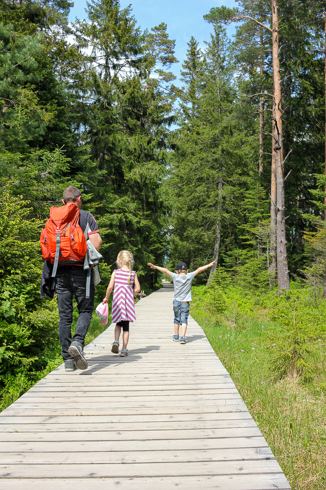 Schwarzwald mit Kindern - Wandern am Hochmoor Kaltenbronn