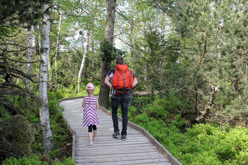 Schwarzwald mit Kindern, Wandern am Hochmoor Kaltenbronn