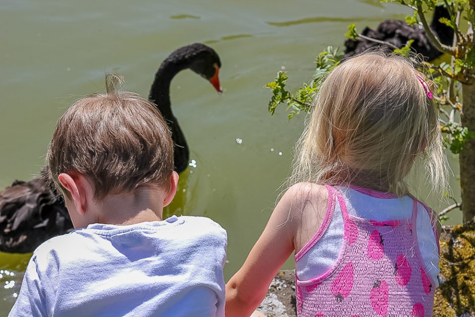Kinder beobachten Schwan in Bad Liebenzell