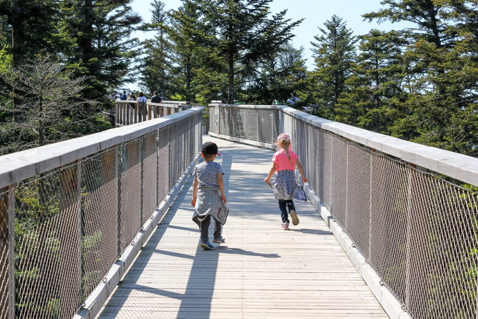 Kinder im Schwarzwald, Baumwipfelpfad Bad Wildbad