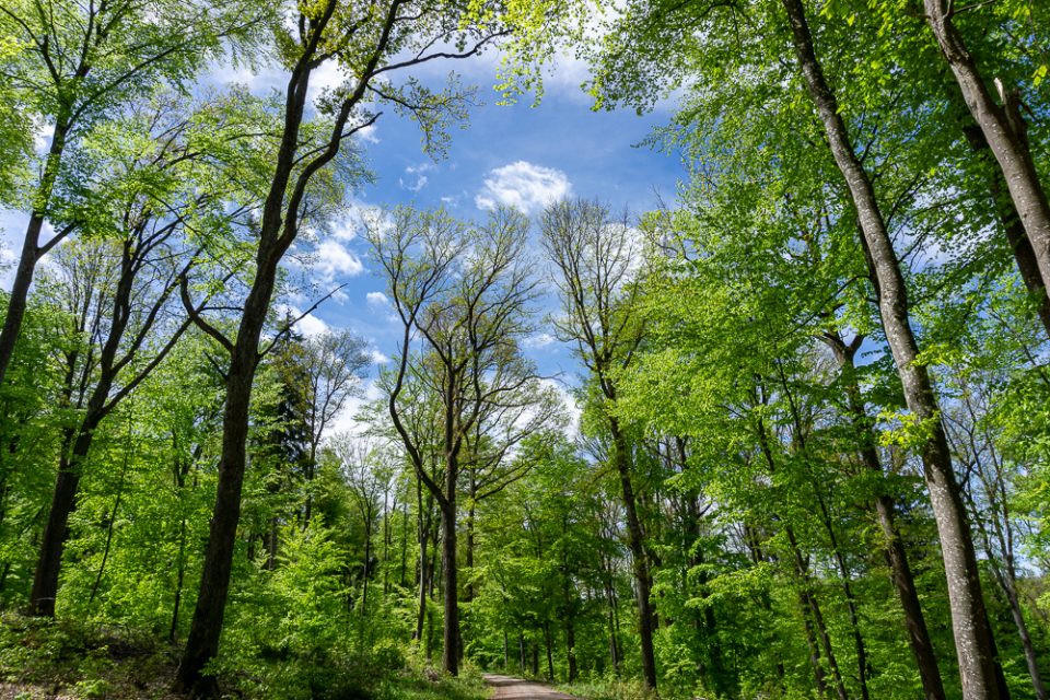 Schwarzwald mit Kindern
