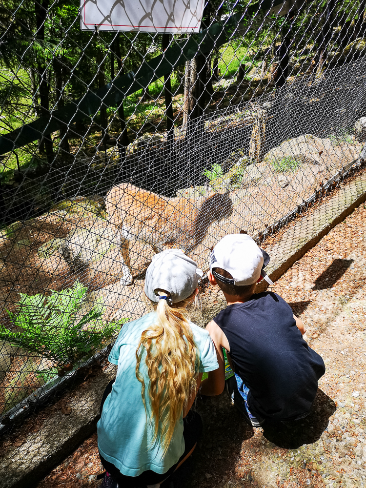 Kinder beobachten Tiere im Steinwasenpark im Schwarzwald