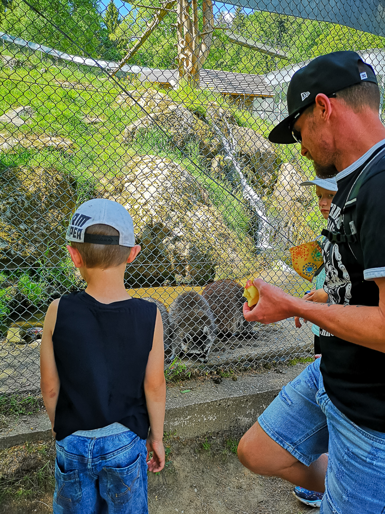 Waschbären beobachten mit Kindern im Steinwasenpark