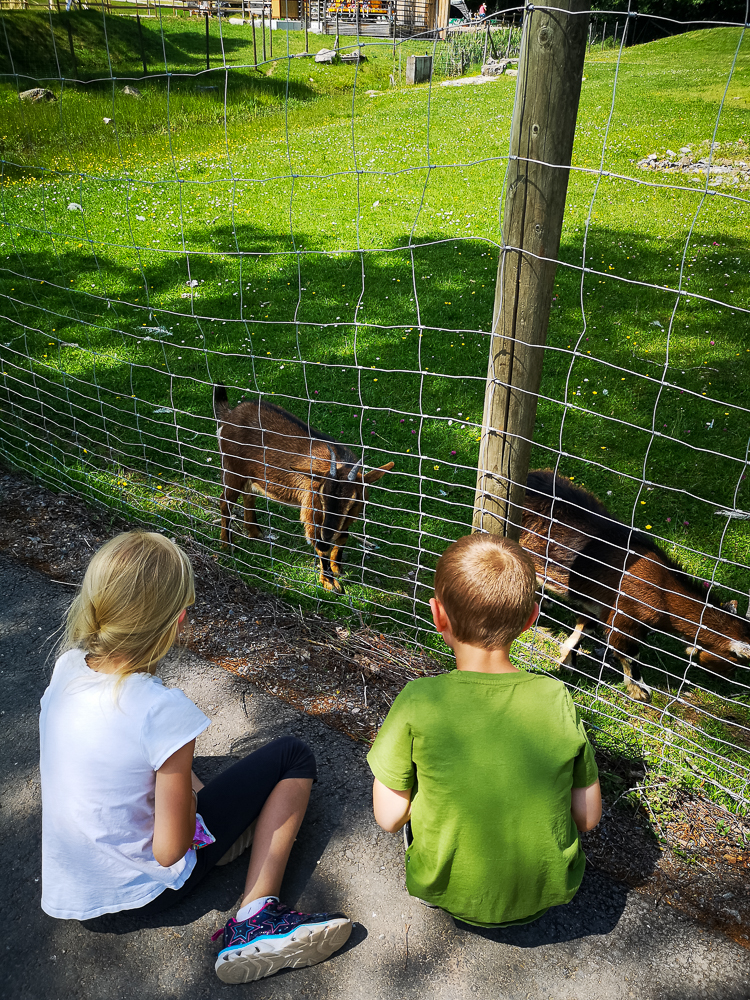 Kinder beobachten Tiere im Tatzmania Löffingen