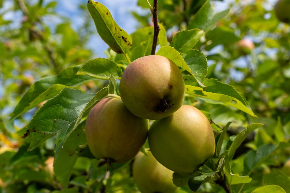Äpfel an einem Baum bei Årstiderne Krogerup