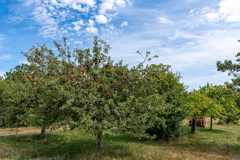 Obstbäume mit reifen Äpfeln bei Årstiderne Krogerup